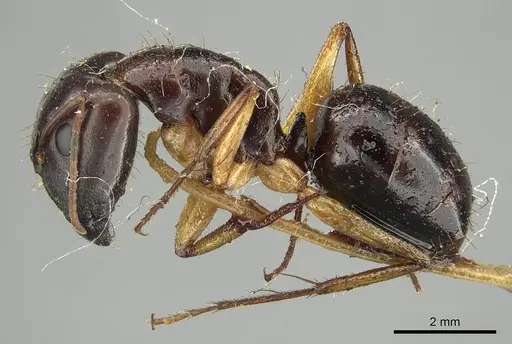 Camponotus claripes - CASENT0915750