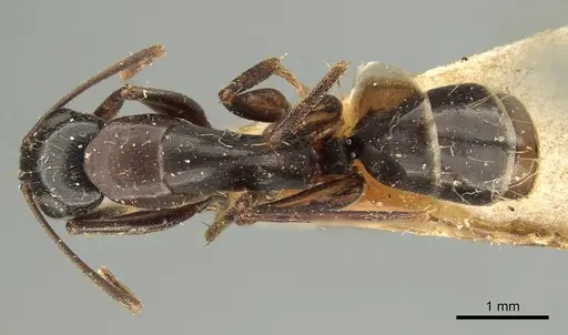Camponotus claripes - CASENT0915751