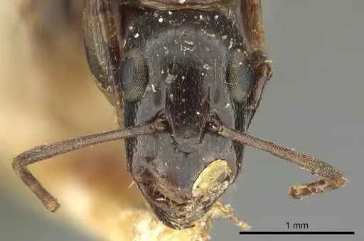 Camponotus claripes - CASENT0915751