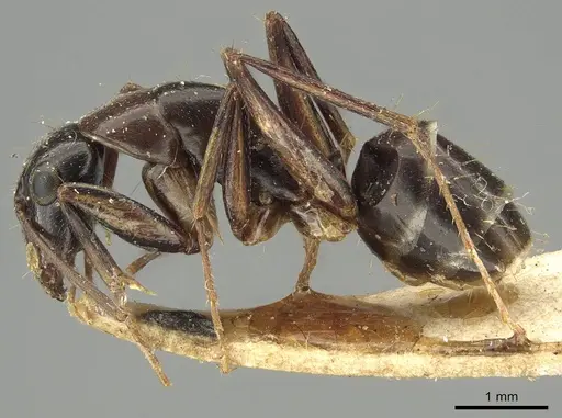 Camponotus claripes - CASENT0915751