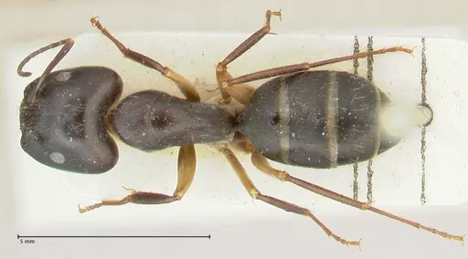 Camponotus claripes - FOCOL2250