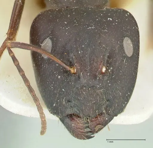 Camponotus claripes - FOCOL2250