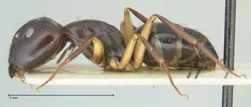 Camponotus claripes - FOCOL2250