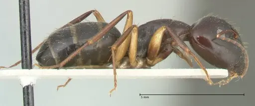 Camponotus claripes - FOCOL2250