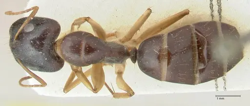 Camponotus claripes - FOCOL2251
