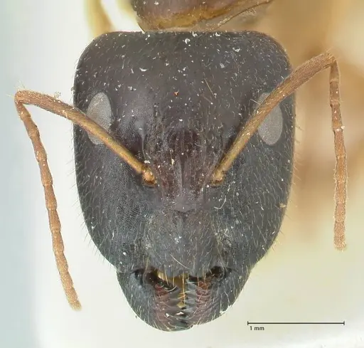 Camponotus claripes - FOCOL2251