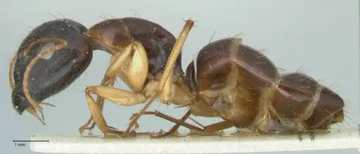 Camponotus claripes - FOCOL2251