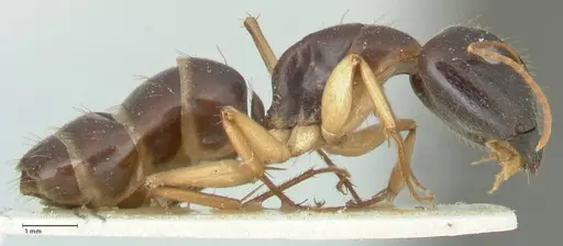 Camponotus claripes - FOCOL2251