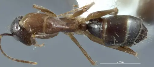 Camponotus claripes - JDM32-001012