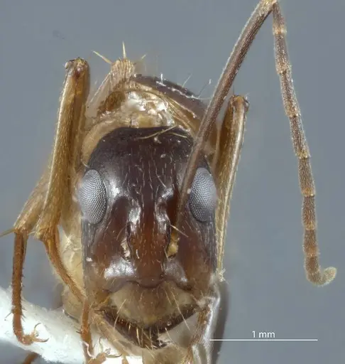 Camponotus claripes - JDM32-001012