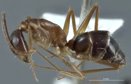 Camponotus claripes - JDM32-001012