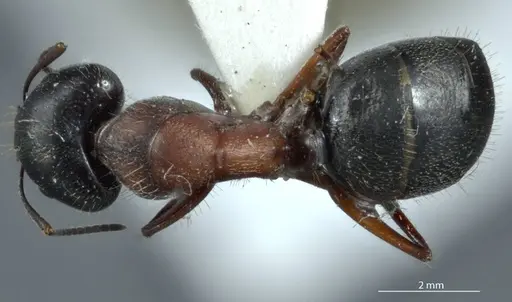 Camponotus claripes - JDM32-001079