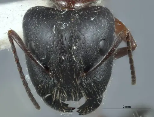 Camponotus claripes - JDM32-001079