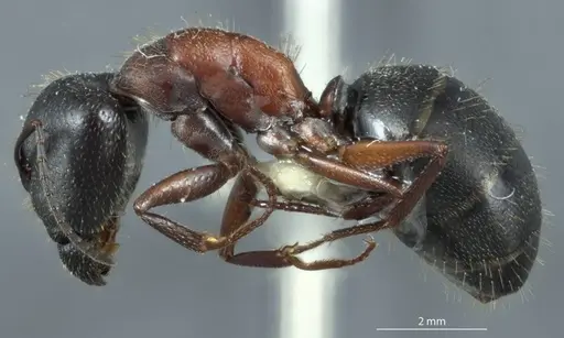 Camponotus claripes - JDM32-001079