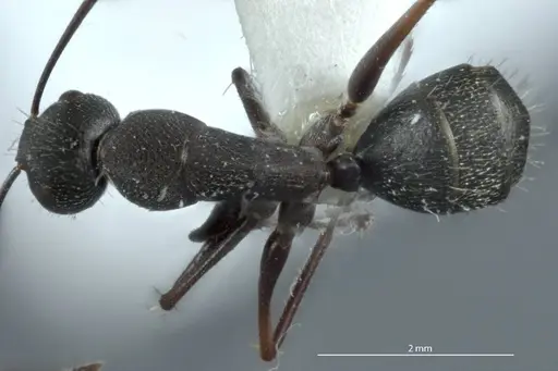 Camponotus claripes - JDM32-001080