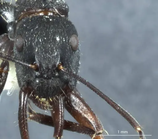 Camponotus claripes - JDM32-001080