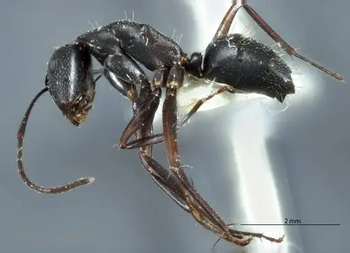 Camponotus claripes - JDM32-001080