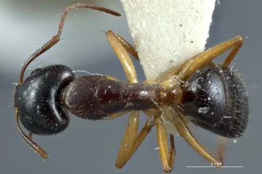 Camponotus claripes - JDM32-001083