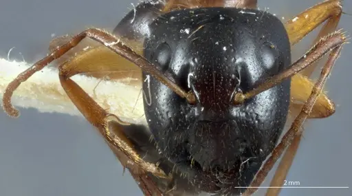 Camponotus claripes - JDM32-001083