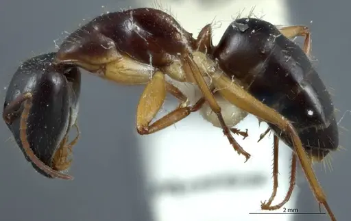 Camponotus claripes - JDM32-001083