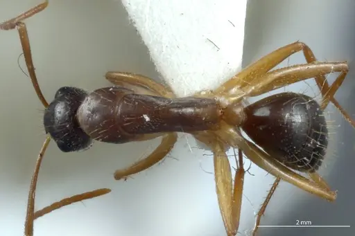 Camponotus claripes - JDM32-001084