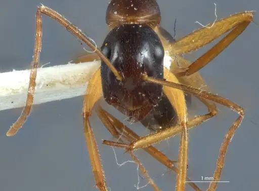 Camponotus claripes - JDM32-001084