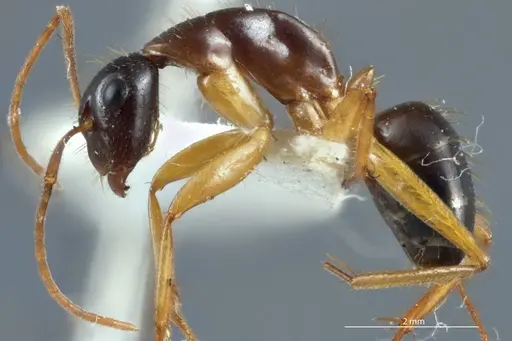 Camponotus claripes - JDM32-001084