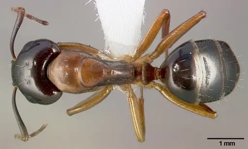 Camponotus clarithorax specimen