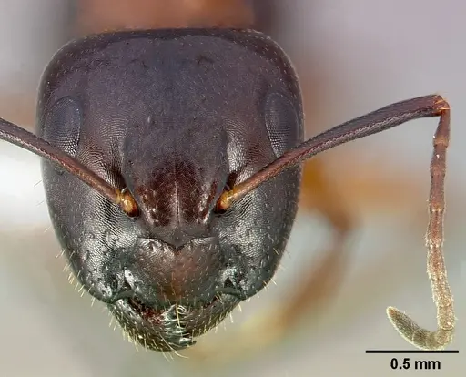 Camponotus clarithorax specimen