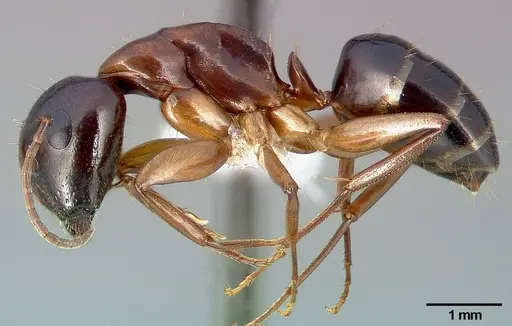 Camponotus clarithorax specimen