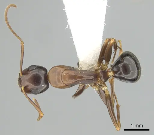 Camponotus clarithorax - CASENT0249365