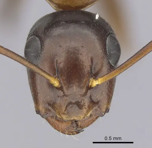 Camponotus clarithorax - CASENT0249365