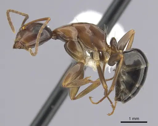 Camponotus clarithorax - CASENT0249365