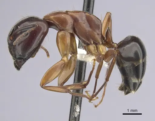 Camponotus clarithorax - CASENT0249366
