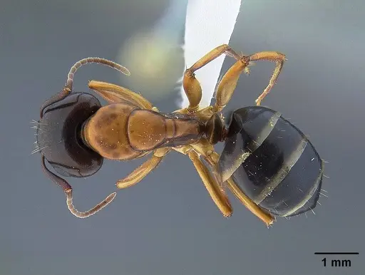 Camponotus clarithorax - CASENT0732627