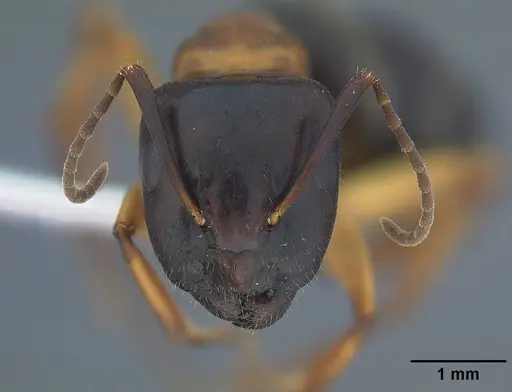 Camponotus clarithorax - CASENT0732627