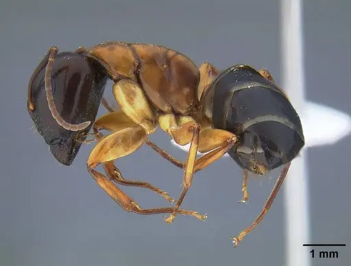 Camponotus clarithorax - CASENT0732627