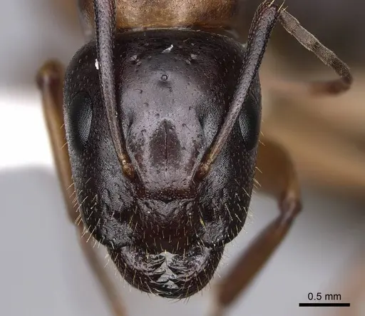 Camponotus clarithorax - CASENT0844058