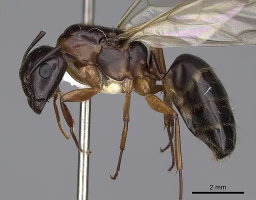 Camponotus clarithorax - CASENT0844058