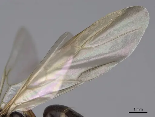 Camponotus clarithorax - CASENT0844058