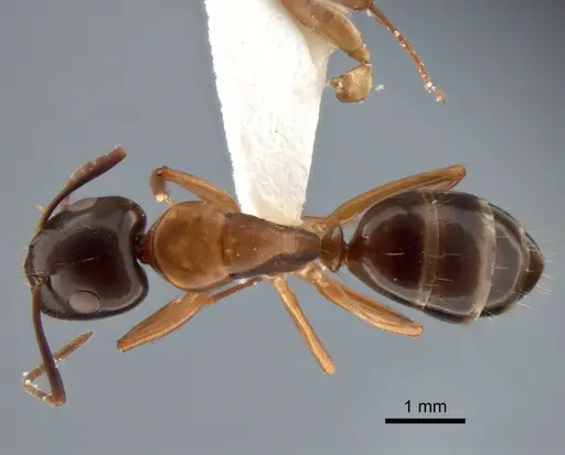 Camponotus clarithorax - CASENT0882117