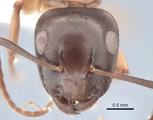 Camponotus clarithorax - CASENT0882117