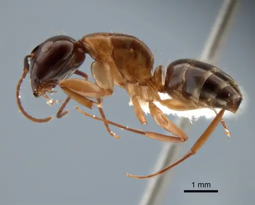 Camponotus clarithorax - CASENT0882117