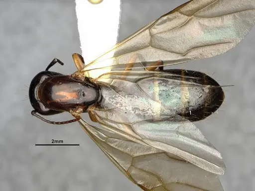 Camponotus clarithorax - CASENT0882801