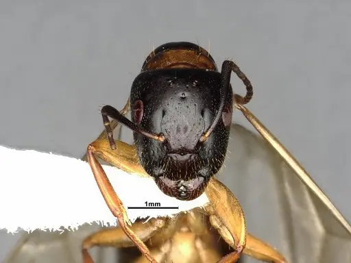 Camponotus clarithorax - CASENT0882801