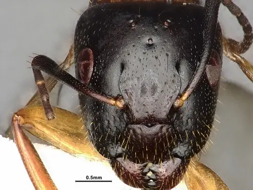 Camponotus clarithorax - CASENT0882801
