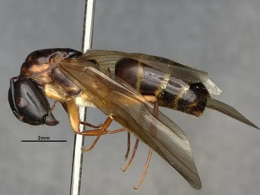 Camponotus clarithorax - CASENT0882801