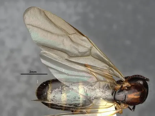 Camponotus clarithorax - CASENT0882801