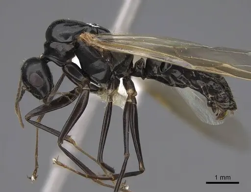 Camponotus clarithorax - CASENT0923095