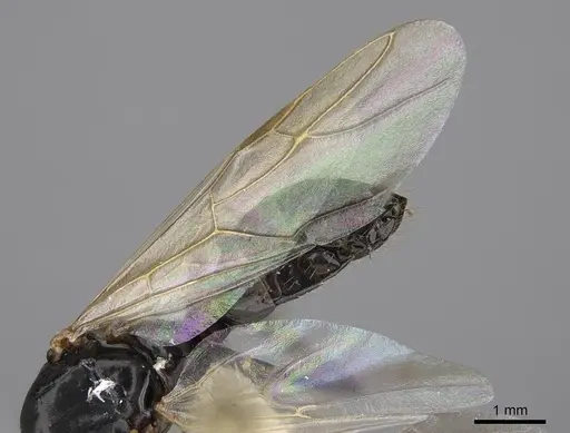 Camponotus clarithorax - CASENT0923095